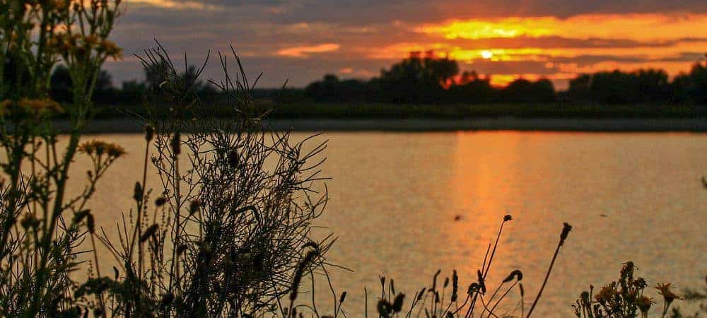 Beautiful sunset over a peaceful lake with silhouetted plants in the foreground, ideal for carp fishing and outdoor anglers.