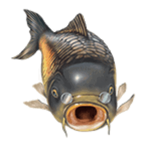 Carp Insight