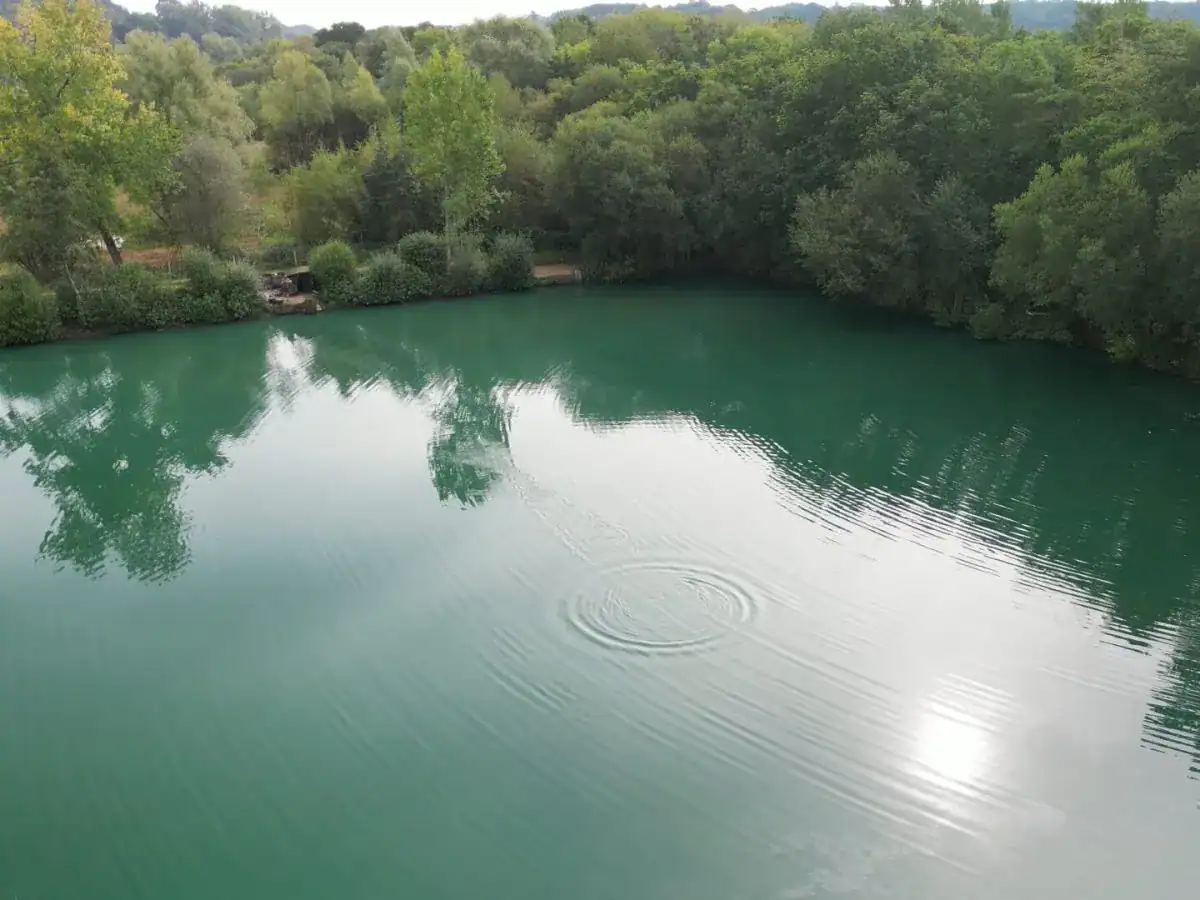 Serene fishing pond surrounded by lush trees, perfect for carp fishing and outdoor recreation.